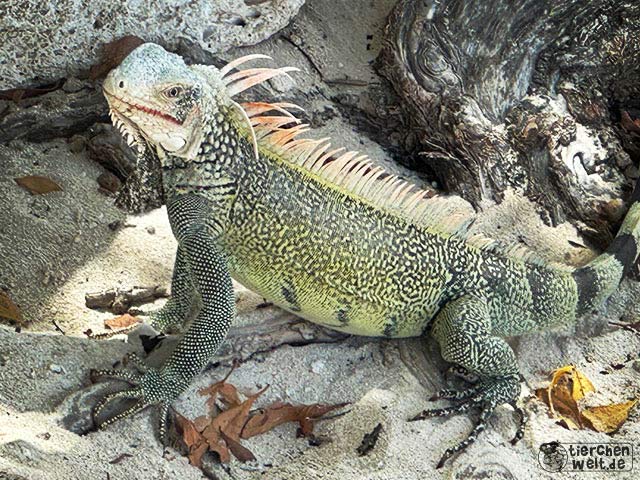 Grüner Leguan