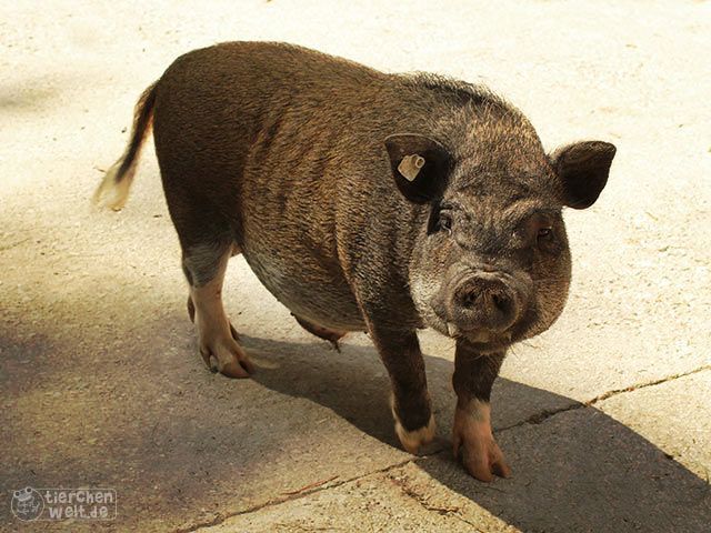 Hängebauchschwein