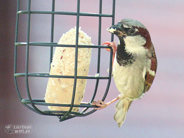 Männlicher Haussperling Männlicher Haussperling