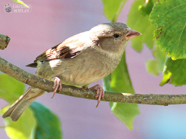 Weiblicher Haussperling Weiblicher Haussperling