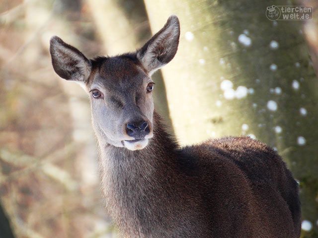 Hirsch