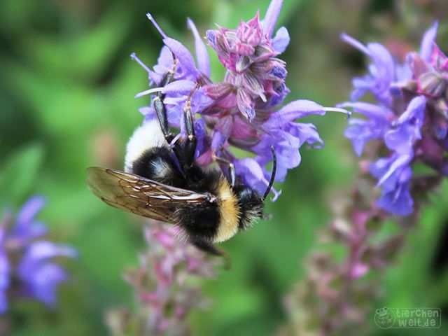 Hummel