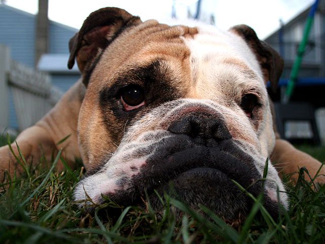 Bulldogge