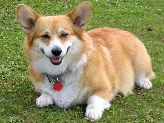 Hund