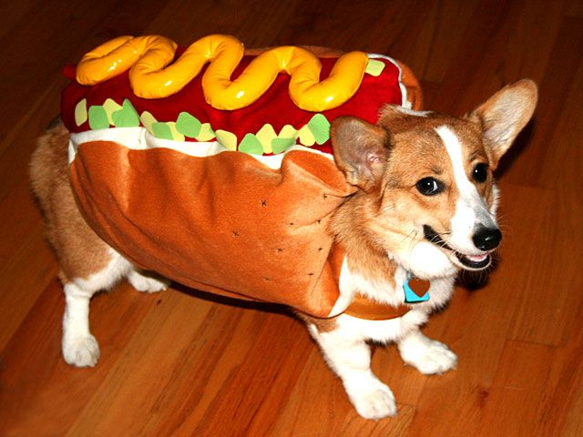 Hund