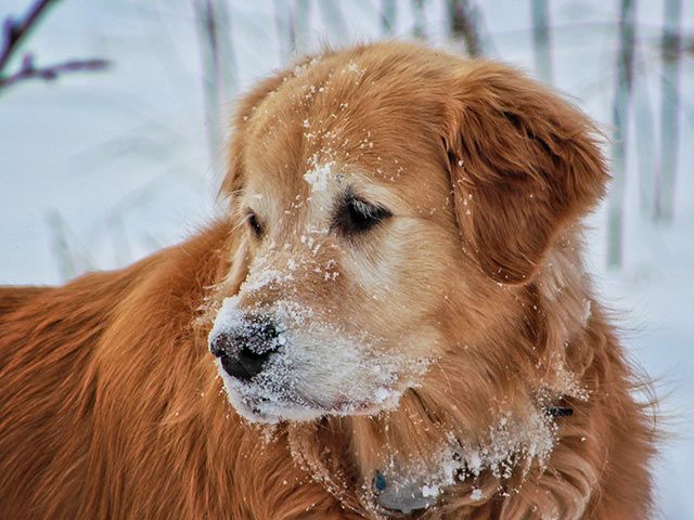 Hund im Schnee