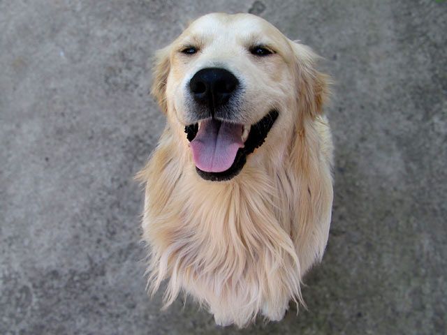 Hund