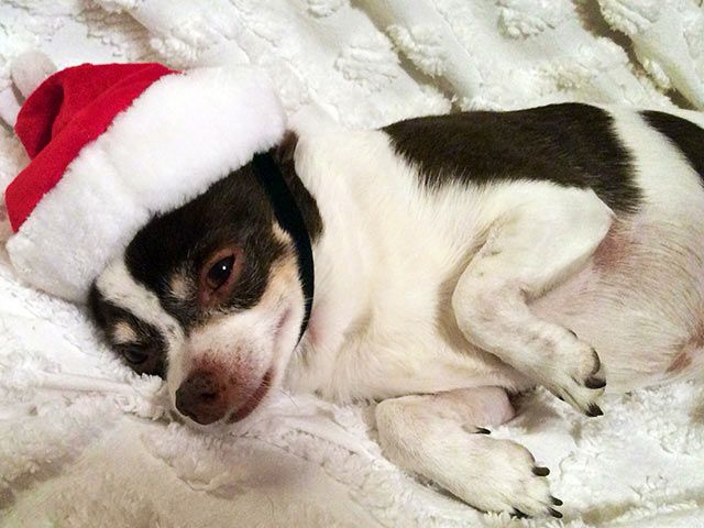 Santa Chihuahua