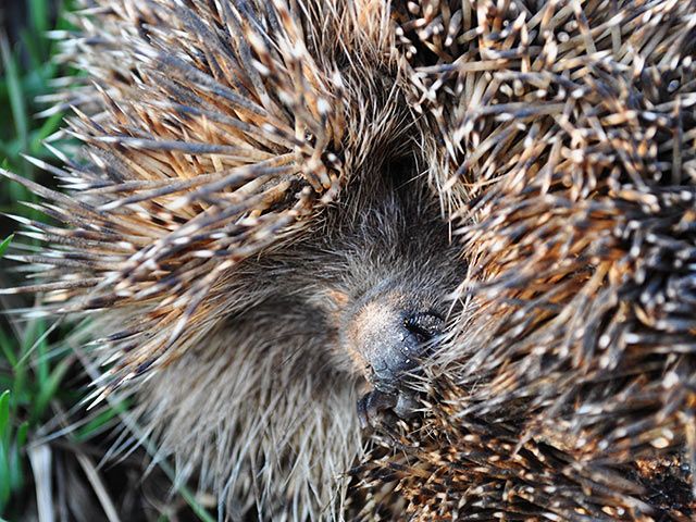 Igel
