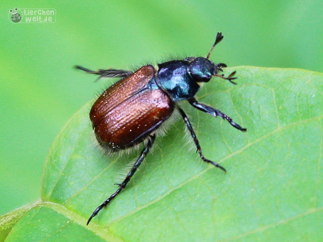 Käfer