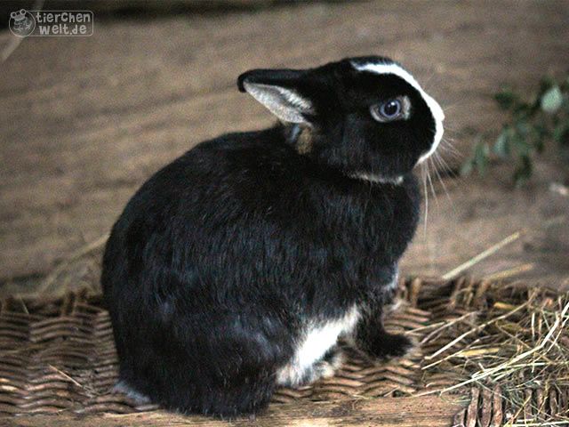 Kaninchen