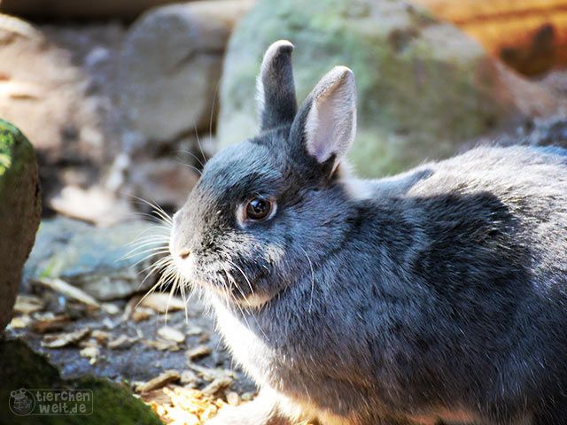 Kaninchen