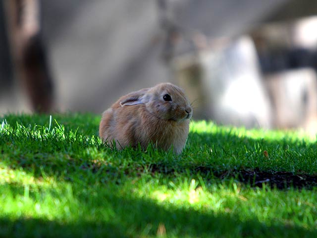 Kaninchen