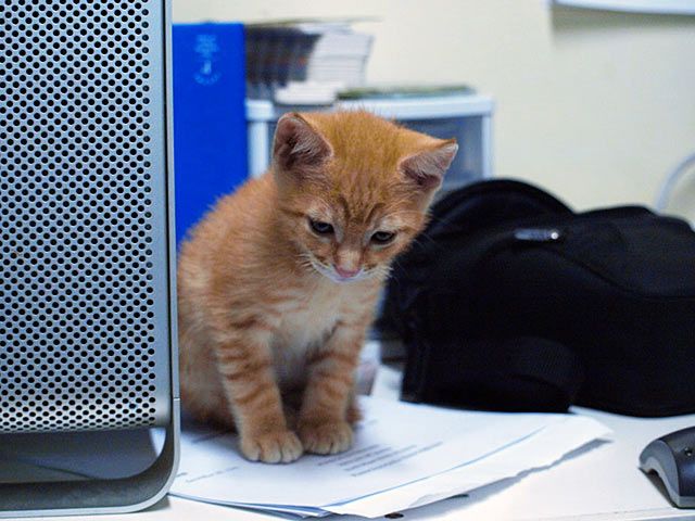 Katze