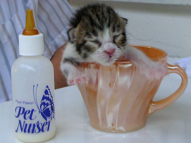 Baby Katze Mit Milch