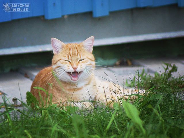 Katze