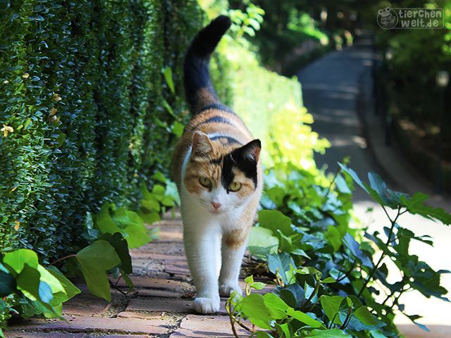 Katze