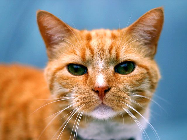 Katze