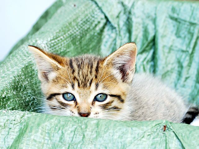 Katze