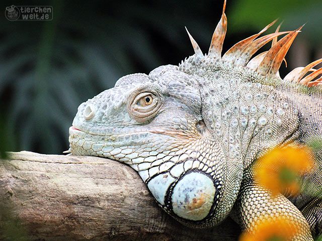 Leguan