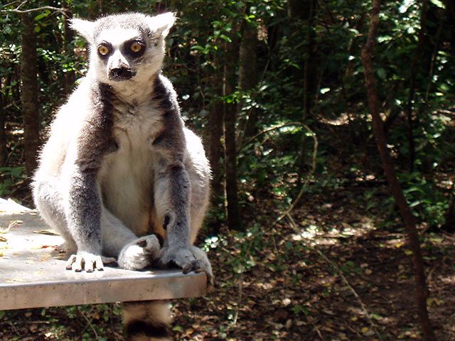 Lemur