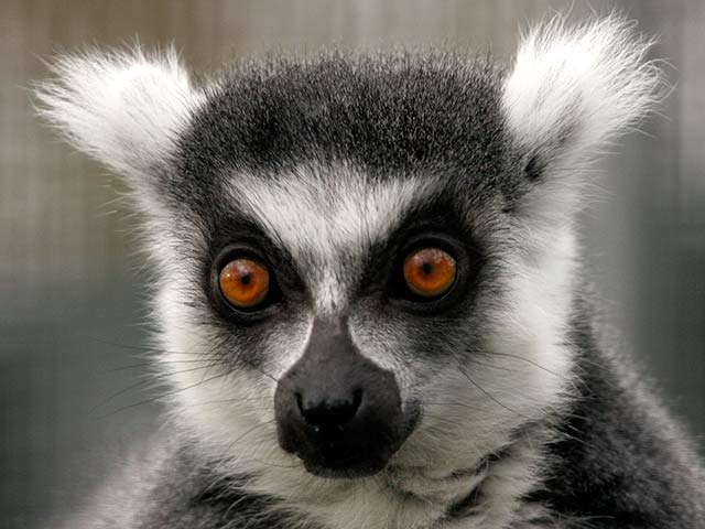 Lemur