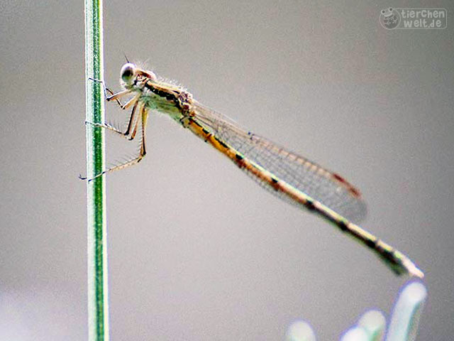 Libelle