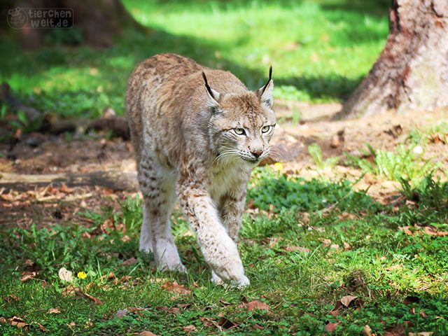 Luchs