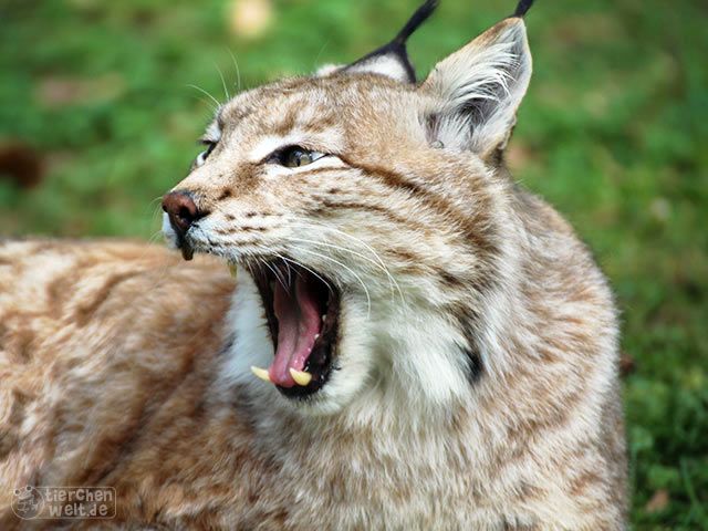 Luchs