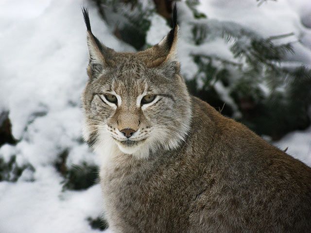 Luchs im Schnee