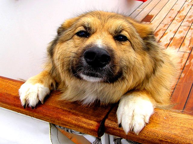 Hund