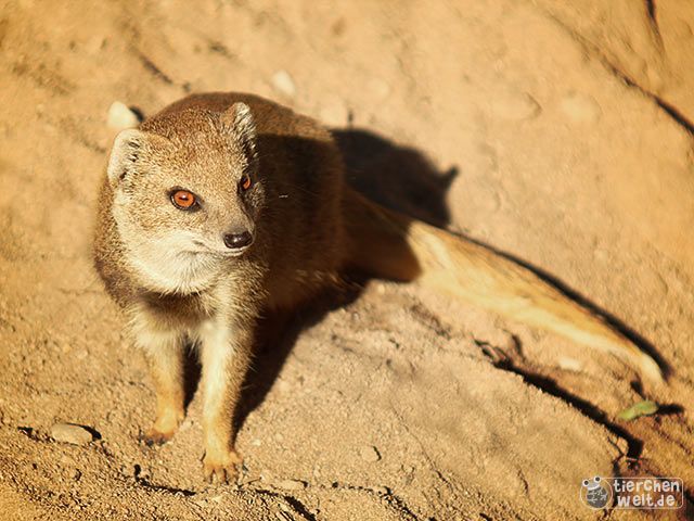 Fuchsmanguste