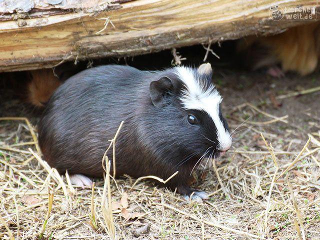 Niedliches Meerschweinchen