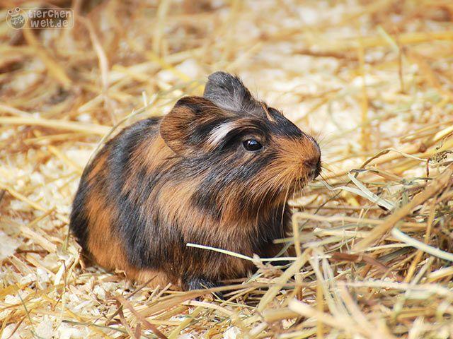 Süßes Meerschweinchen
