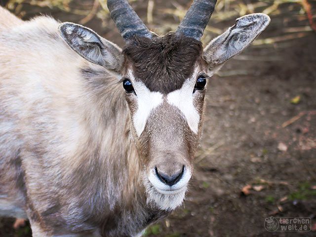 Mendes-Antilope