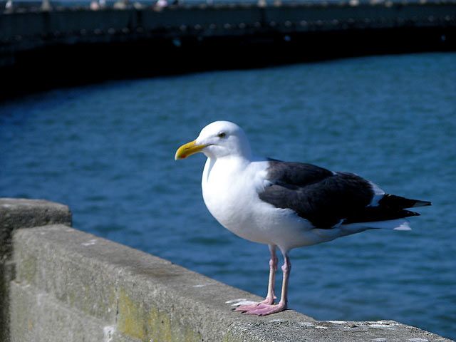 Möwe