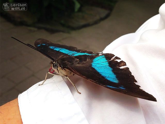 Morphofalter
