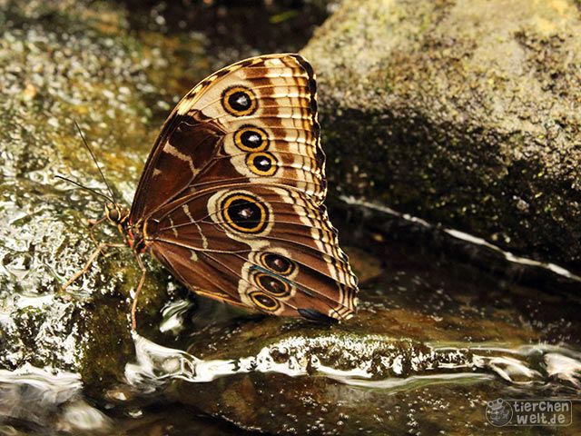 Morphofalter im Wasser