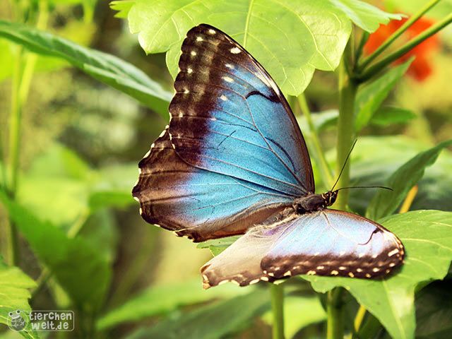 Morphofalter