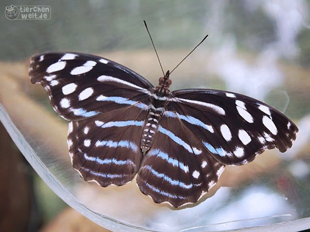 Schmetterling