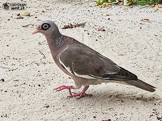 Nacktaugentaube