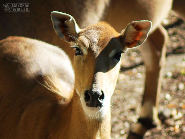 Nilgau-Antilope