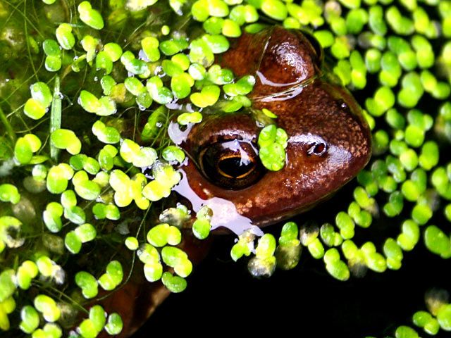 Frosch