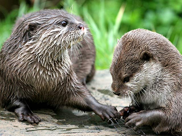 Otter