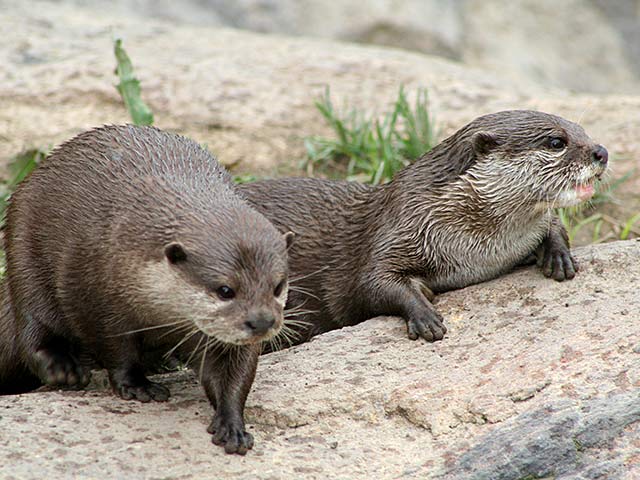 Otter