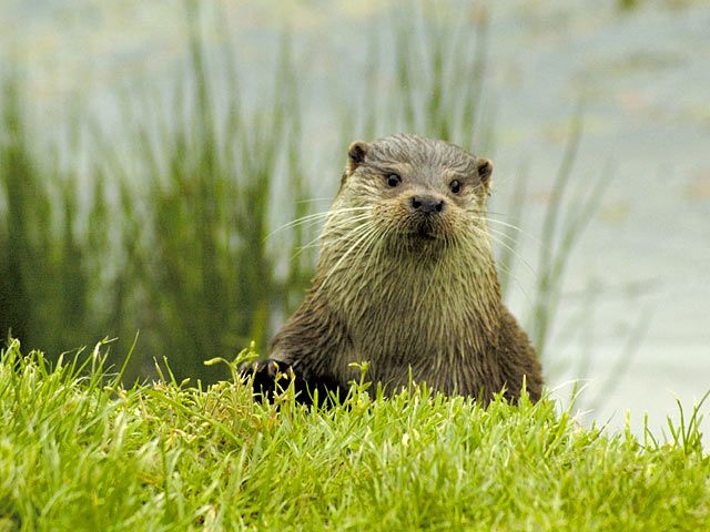 Otter