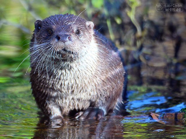 Otter