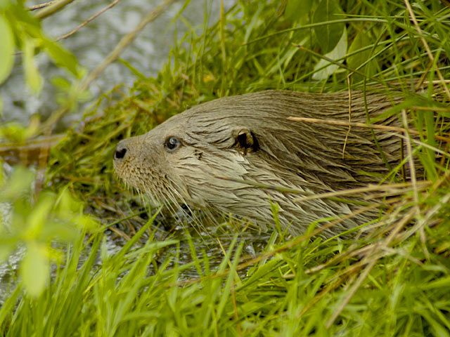 Otter