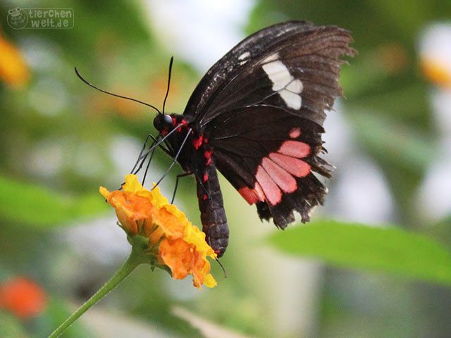 Parides-Schmetterling