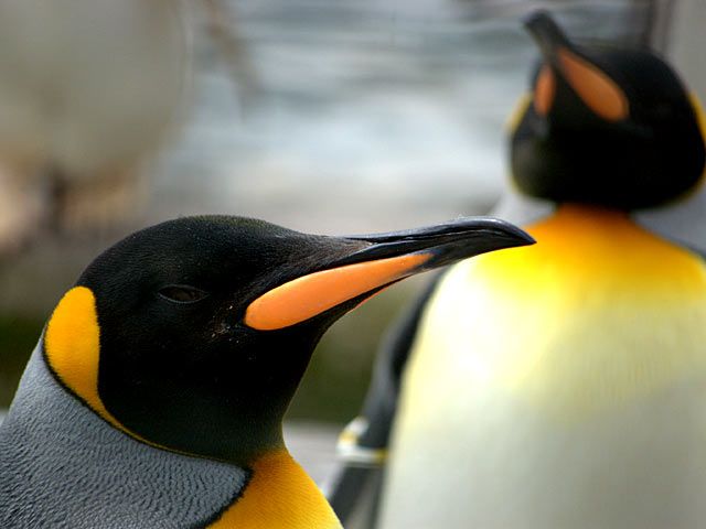 Königspinguine